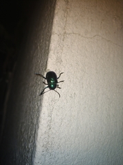 Chrysochus chinensis