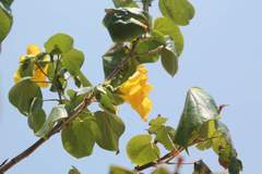 Hibiscus tiliaceus pernambucensis