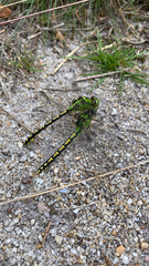 Ophiogomphus cecilia