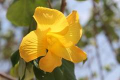 Hibiscus tiliaceus pernambucensis