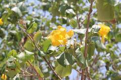 Hibiscus tiliaceus pernambucensis