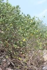 Hibiscus tiliaceus pernambucensis