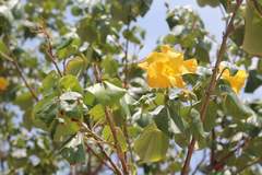 Hibiscus tiliaceus pernambucensis