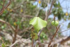 Hibiscus tiliaceus pernambucensis