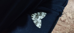 Lepidoptera