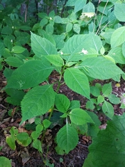 Impatiens parviflora