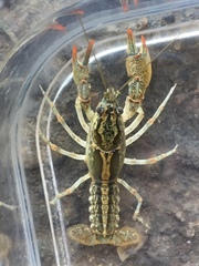 Lacunicambarus dalyae