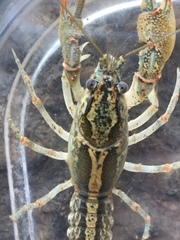 Lacunicambarus dalyae