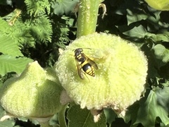 Ancistrocerus