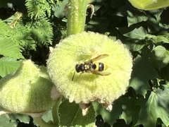 Ancistrocerus