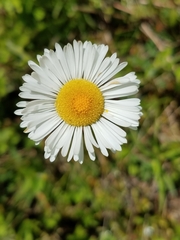 Erigeron galeottii