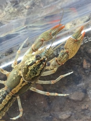 Lacunicambarus dalyae