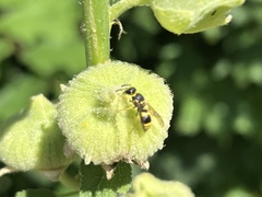 Ancistrocerus