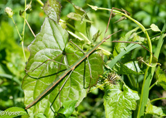 Baculomia