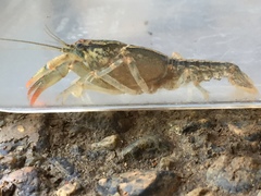 Lacunicambarus dalyae