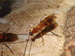Ichneumonoidea