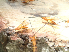 Ichneumonoidea
