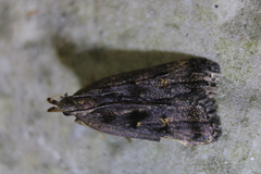 Dichomeris juncidella