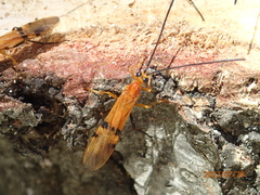 Ichneumonoidea