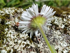 Erigeron galeottii