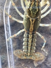 Lacunicambarus dalyae