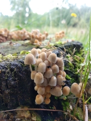 Coprinellus micaceus