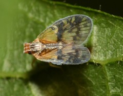 Bothriocera maculata