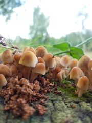 Coprinellus micaceus
