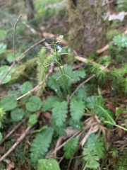 Pteridophyllum racemosum