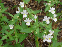 Nemesia floribunda