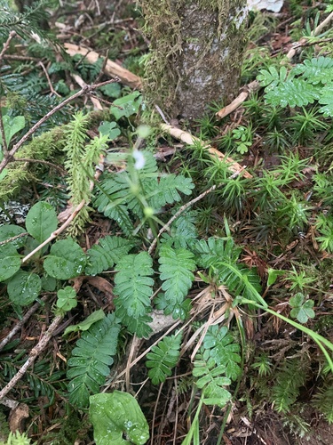 Pteridophyllum racemosum, photograph 1