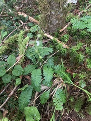 岸本年郎, CC BY, iNaturalist via GBIF Pteridophyllum racemosum, photograph 岸本年郎, CC BY, iNaturalist via GBIF