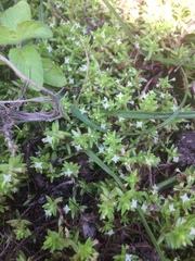 Crassula helmsii