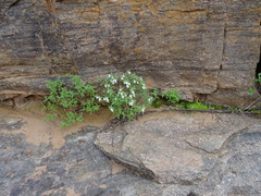Nemesia floribunda