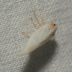 Neocenchrea heidemanni