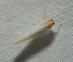 Neocenchrea heidemanni