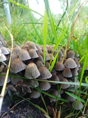 Coprinellus micaceus