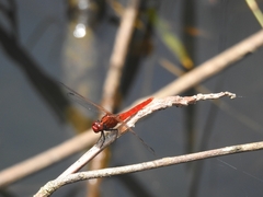 Rhodothemis rufa