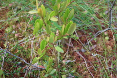 Philedone gerningana