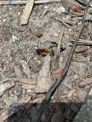 Sphex ichneumoneus