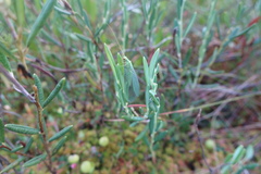 Chrysopa pallens-group