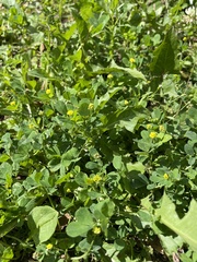 Medicago lupulina