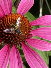 Eristalis transversa