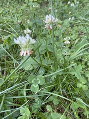 Trifolium repens