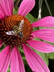 Eristalis transversa