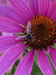 Eristalis transversa