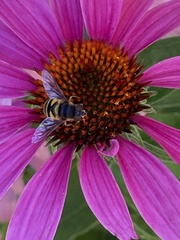 Eristalis transversa
