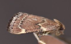 Hypsopygia intermedialis