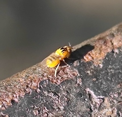 Thaumatomyia