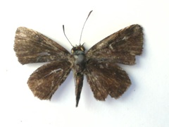 Callimormus radiola